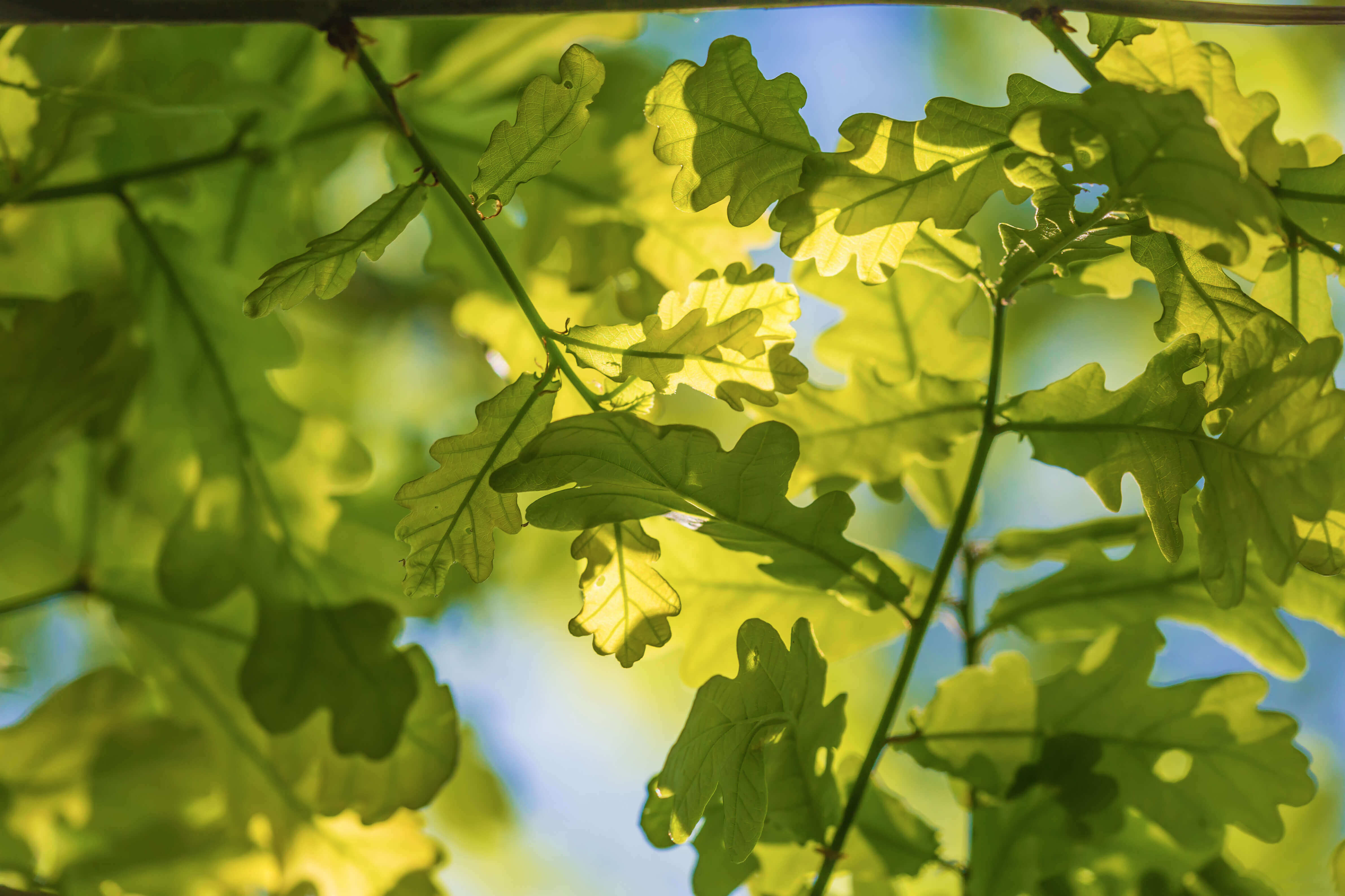 Micro-forêt à Candiac, un écosystème à petite échelle