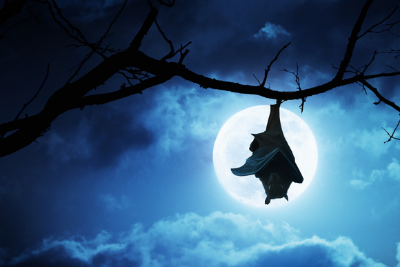 Chauve-souris et compagnie