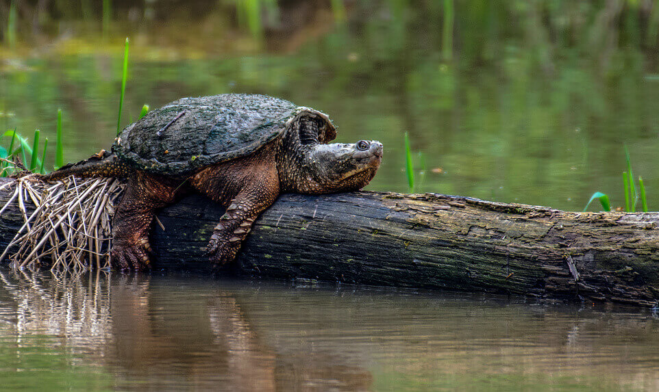 Cohabitons avec les tortues