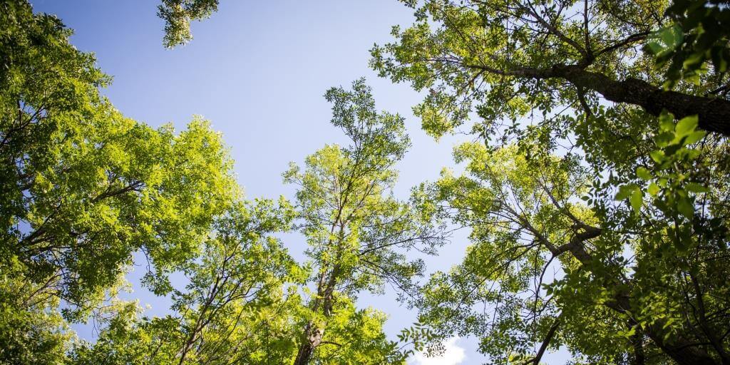 Candiac adopte la Déclaration universelle d’urgence climatique