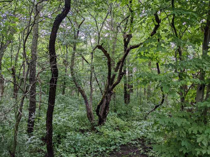 Reconnaissance de 5 milieux naturels à Candiac