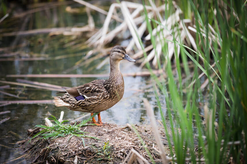 Candiac adhère au Fonds des municipalités pour la biodiversité