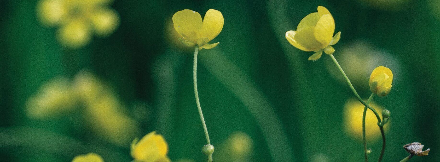 Fleurons du Québec